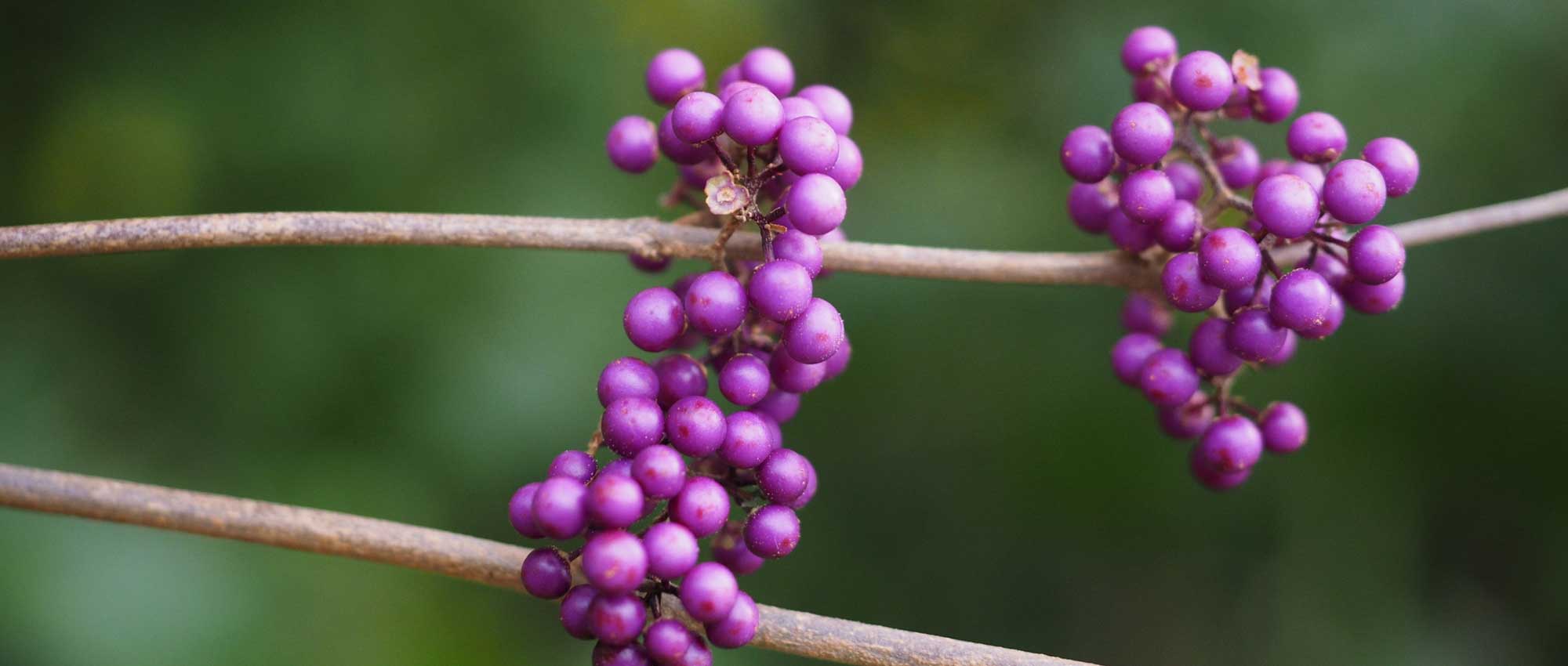 Callicarpa: plantar, cultivar y mantener