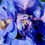 Plantar y lograr que los Delphiniums prosperen