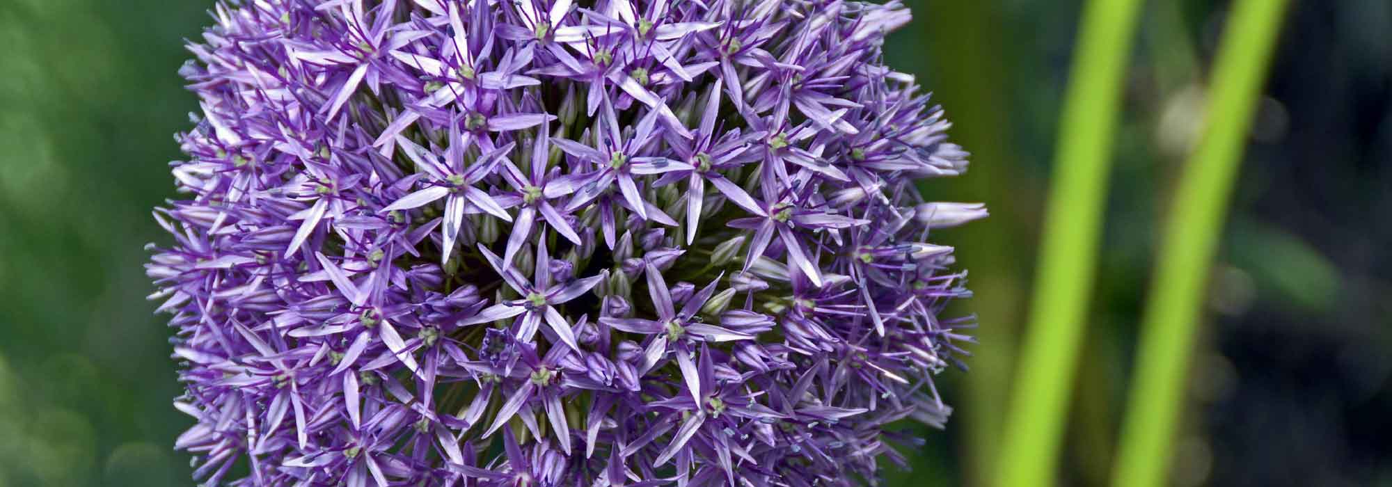 Allium, Ajo ornamental: plantación, cultivo y mantenimiento