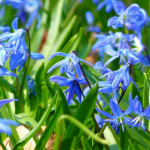 Scilla: plantar, cultivar y cuidar