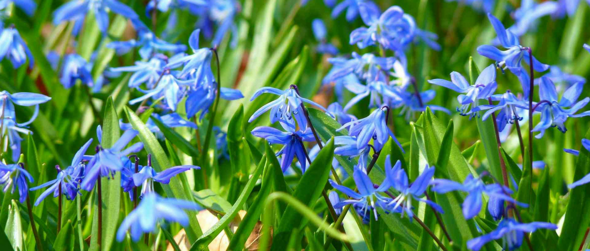 Scilla: plantar, cultivar y cuidar