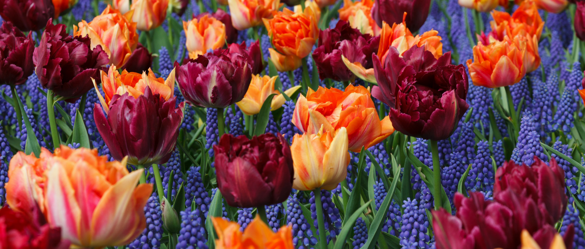 Muscari: 8 ideas hermosas para combinar