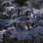 Ipheion: plantar, cultivar y asociar