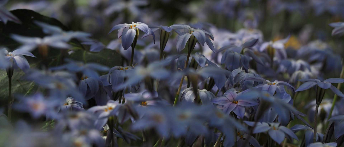 Ipheion: plantar, cultivar y asociar