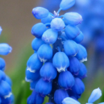 Muscari: Plantación, consejos de cultivo y cuidado