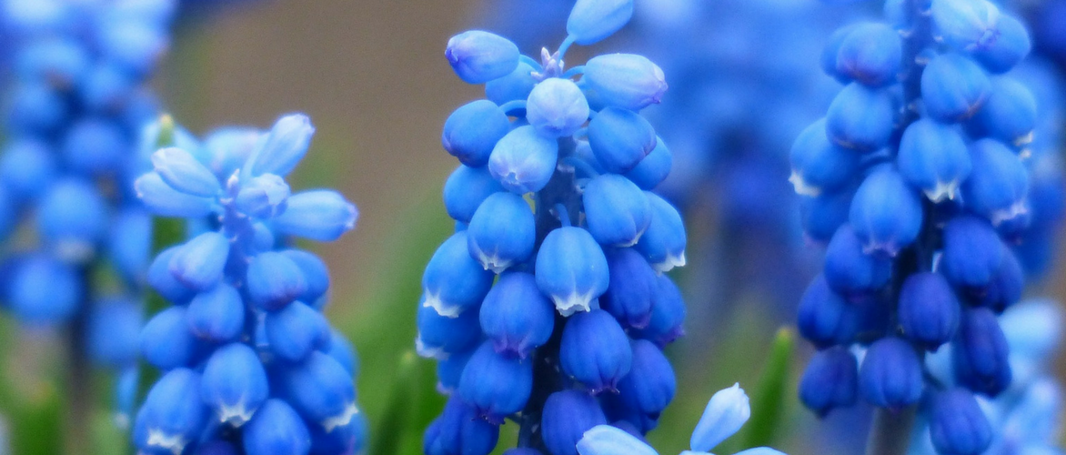 Muscari: Plantación, consejos de cultivo y cuidado