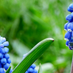 Muscari: cómo plantar con éxito