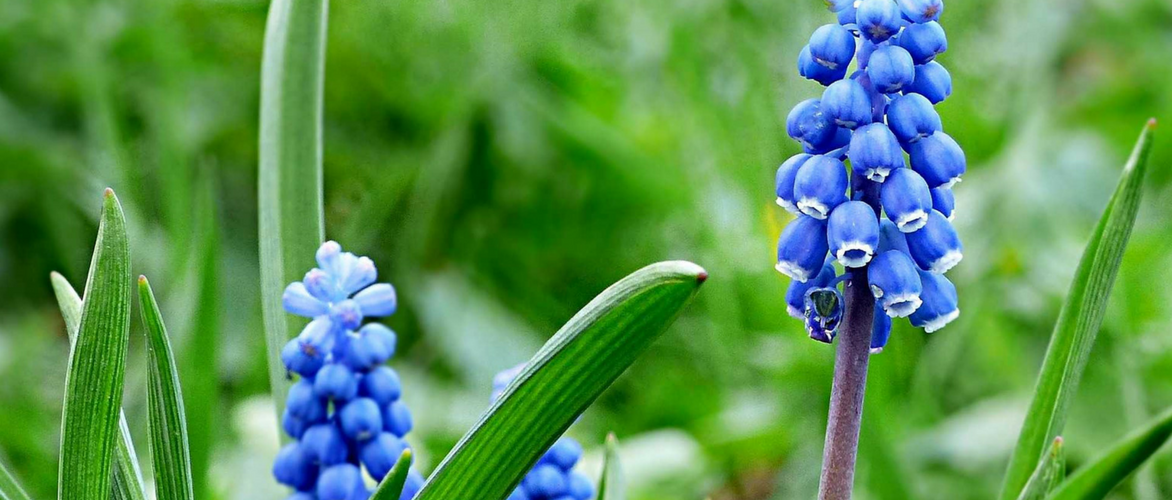 Muscari: cómo plantar con éxito