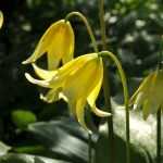 Erythronium: plantar y cultivar