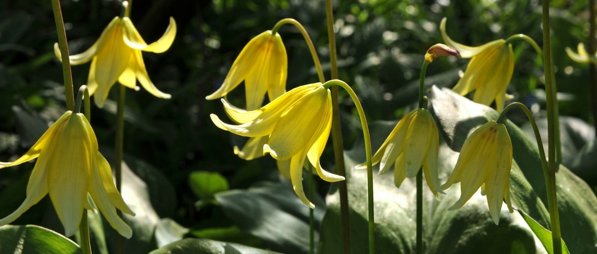 Erythronium: plantar y cultivar