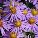 Asters: plantar, cultivar y cuidar