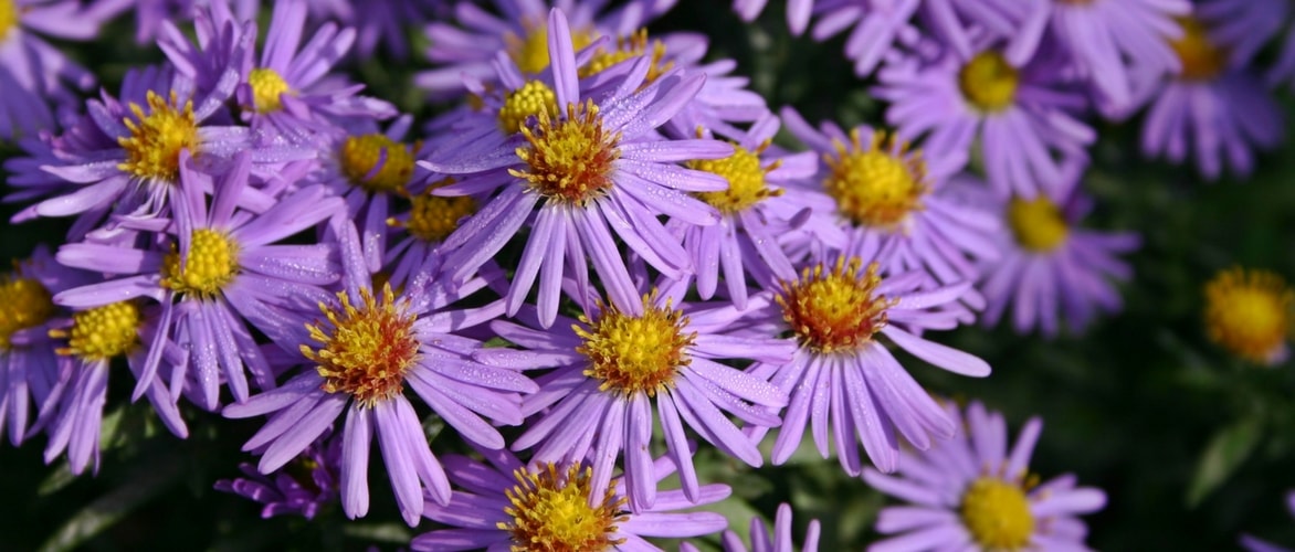 Asters: plantar, cultivar y cuidar