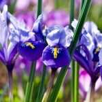 Iris reticulata: Plantar y cultivar