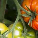El riego de tomates: ¿cómo hacerlo?