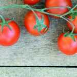 Tomate: mildiu, otras enfermedades y plagas