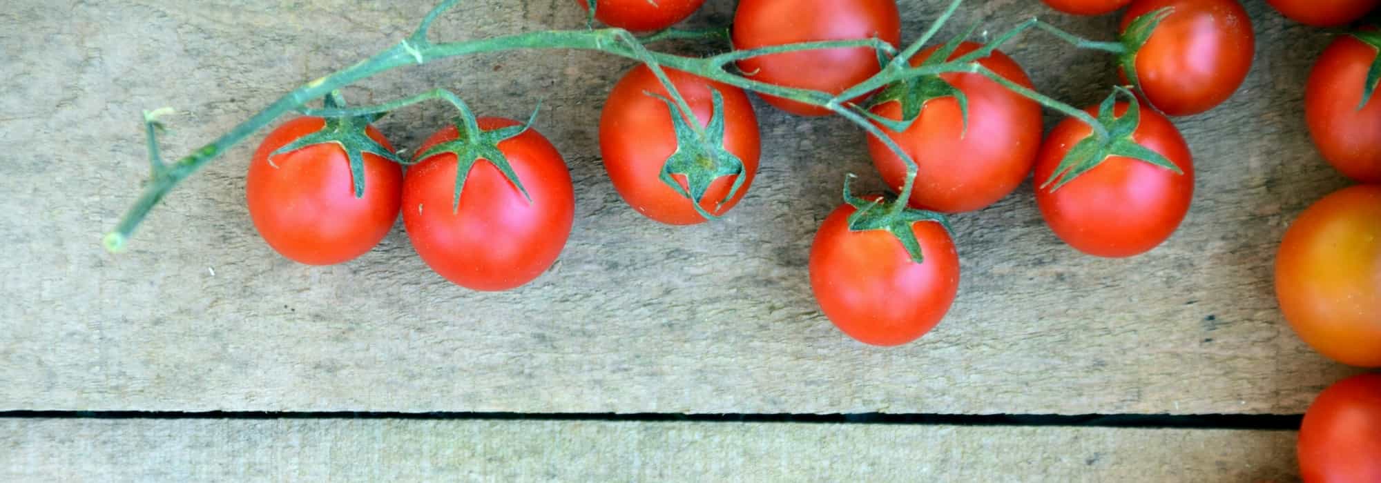 Tomate: mildiu, otras enfermedades y plagas