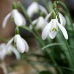 Campanilla de invierno, Galanthus nivalis: plantación y cuidado