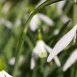 Campanilla de invierno, Galanthus nivalis: plantar, cultivar, cuidar