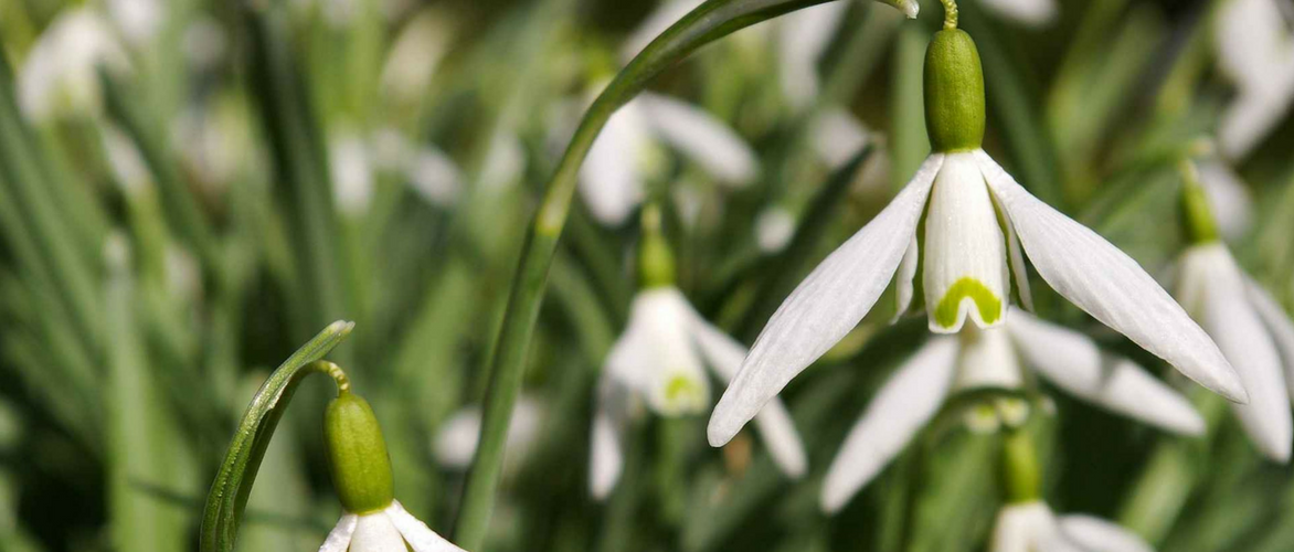 Campanilla de invierno, Galanthus nivalis: plantar, cultivar, cuidar