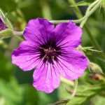 Geranios vivaces de floración prolongada