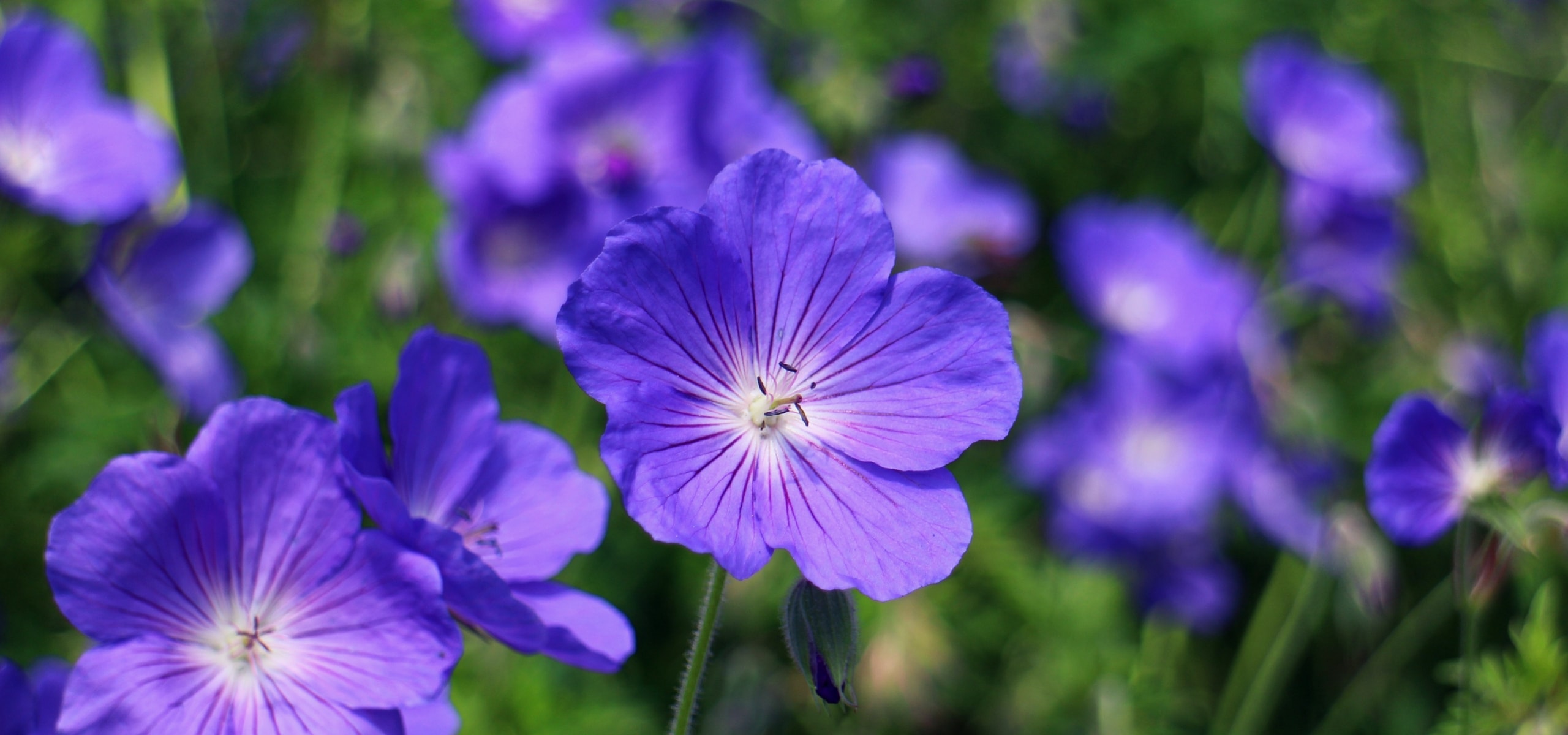 Geranios viváceos: ¿Cómo elegirlos?