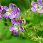 Asociar geranios vivaces