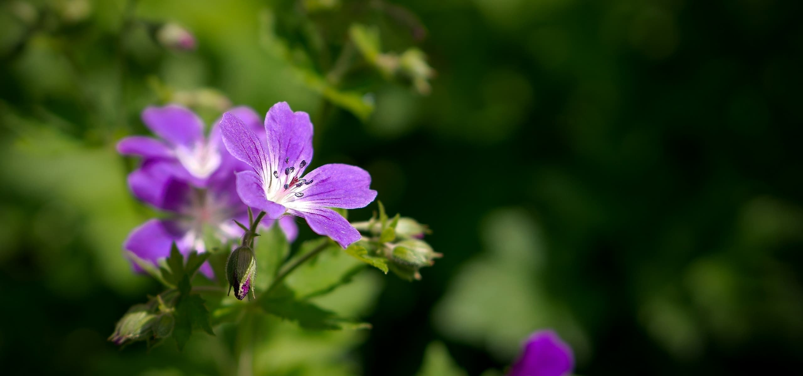 Los mejores geranios vivaces de hoja perenne