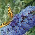 Mariposa, Buddleia: ¿Cómo podar bien Buddleia?