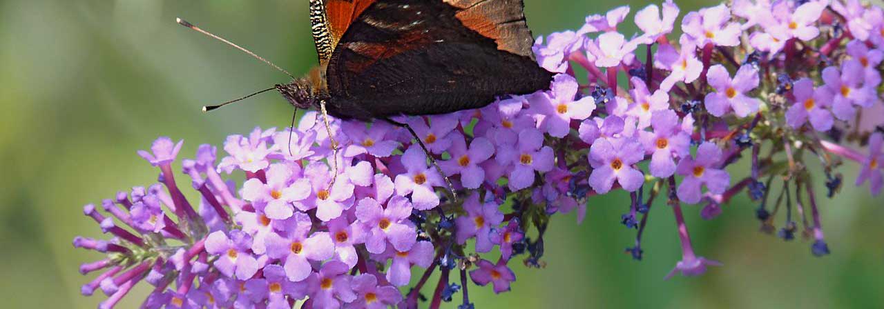 Buddleia, árbol de las mariposas: 8 ideas de asociaciones