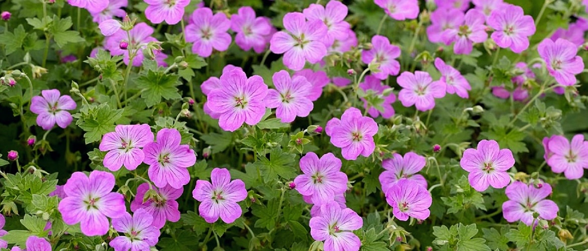 Geranium riversleaianum 'Mavis Simpson'