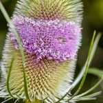 Plantas bienales: ¡todo lo que siempre quisiste saber!