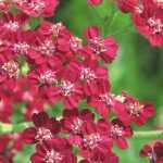 Milenrama: 7 ideas para asociaciones exitosas