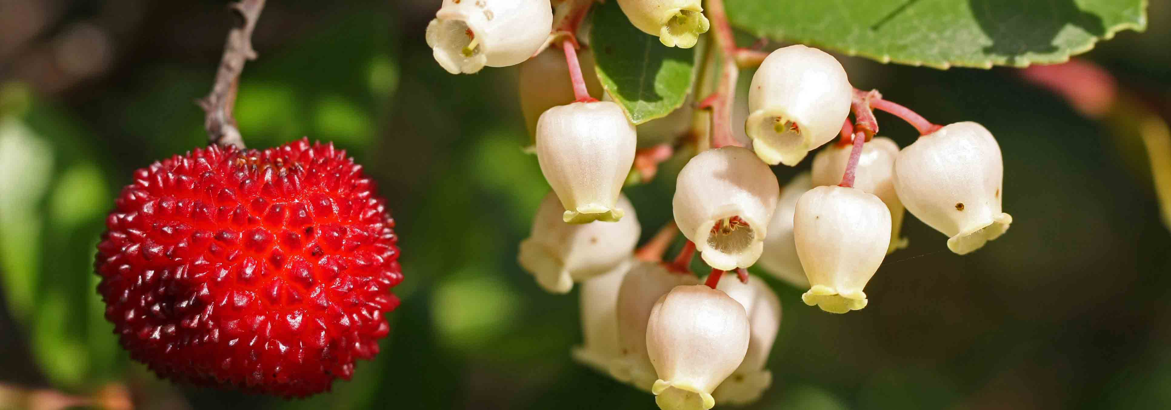 Madroño, Arbutus: plantar, podar y mantener
