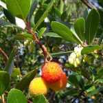 Madroño, Arbutus: enfermedades y tratamientos