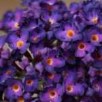 Guía práctica para esquejar la Mariposa