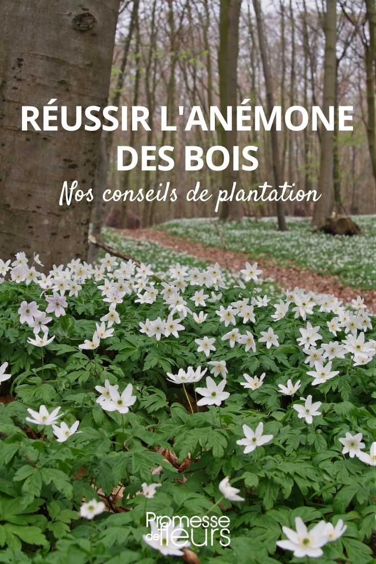 # Anémona de bosque o Anémona sylvie: cómo lograr su plantación con éxito

## Características de la Anémona de bosque

La Anemone nemorosa, comúnmente conocida como anémona de bosque o anémona sylvie, es una encantadora planta perenne que florece a principios de primavera. Sus delicadas flores blancas con toques rosados o violetas iluminan los sotobosques antes de que los árboles desplieguen completamente su follaje.

## Elección del lugar ideal

Para que tu anémona de bosque prospere:
- Prefiere lugares sombreados o semi-sombreados
- El suelo debe ser fresco, rico en humus y bien drenado
- Ideal bajo árboles de hoja caduca o en bordes de bosques

## Época de plantación

El mejor momento para plantar:
- Otoño (septiembre a noviembre)
- También puede plantarse a principios de primavera

## Técnica de plantación

Sigue estos pasos:
1. Prepara el suelo removiéndolo y enriqueciéndolo con compost
2. Planta los rizomas a 5-8 cm de profundidad
3. Espacia las plantas unos 15-20 cm entre ellas
4. Riega generosamente después de plantar

## Cuidados posteriores

Mantenimiento sencillo:
- Mantén el suelo fresco durante el período de crecimiento
- No requiere fertilización adicional si el suelo es rico
- Las hojas desaparecen en verano (planta efímera)
- Se naturaliza fácilmente formando hermosas colonias

## Multiplicación

Puedes propagar tu anémona de bosque:
- Por división de rizomas en otoño
- Por semillas, aunque este método es más lento

Con estos consejos, podrás disfrutar cada primavera del encanto silvestre de esta delicada flor que anuncia la llegada de la buena estación.