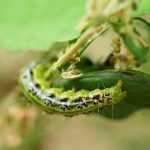 Cómo identificar y combatir la polilla del boj: guía completa