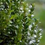 ¿Qué arbustos usar para reemplazar el boj?