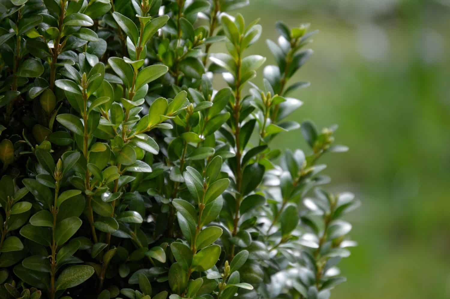 ¿Qué arbustos usar para reemplazar el boj?