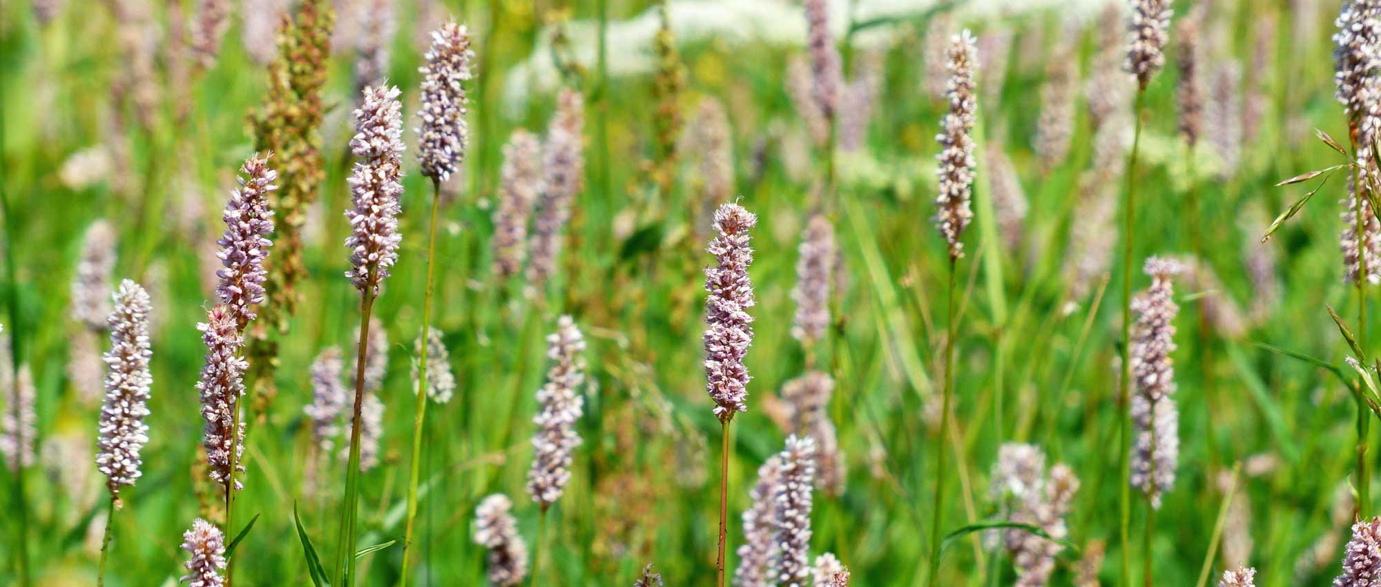 Persicarias o Renouées: 10 ideas de asociaciones exitosas