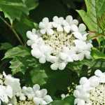 Viburnum, Viorne: ¿Qué variedad elegir?