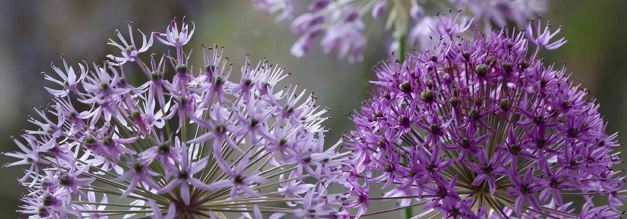 Allium, Ajo decorativo: ¿Qué variedades elegir?