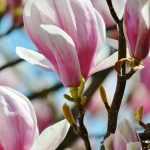Magnolias: plantar, podar, mantener