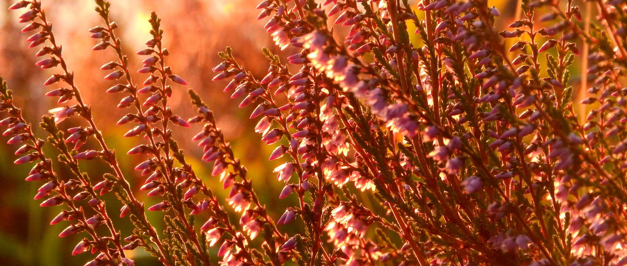 Los brezos: Plantar, Podar y Mantener