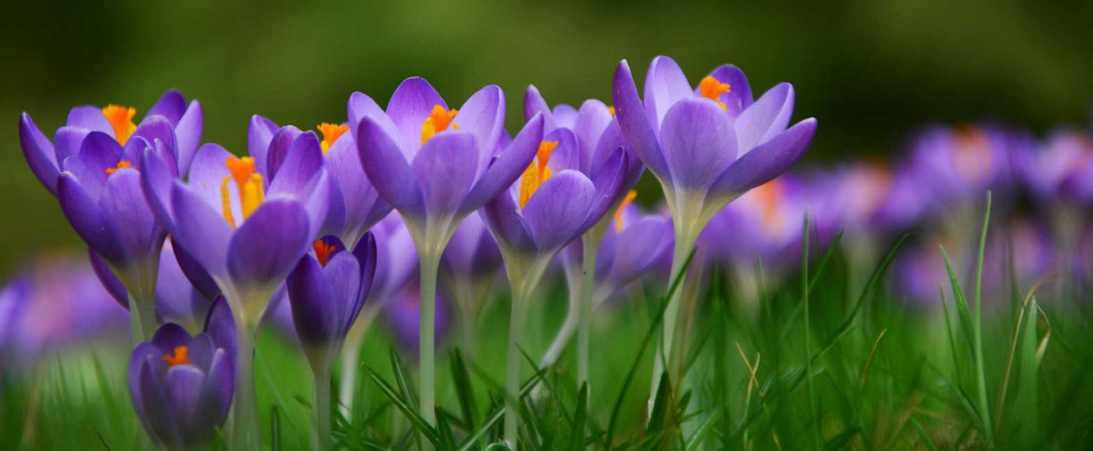 La floración de los Crocus de primavera