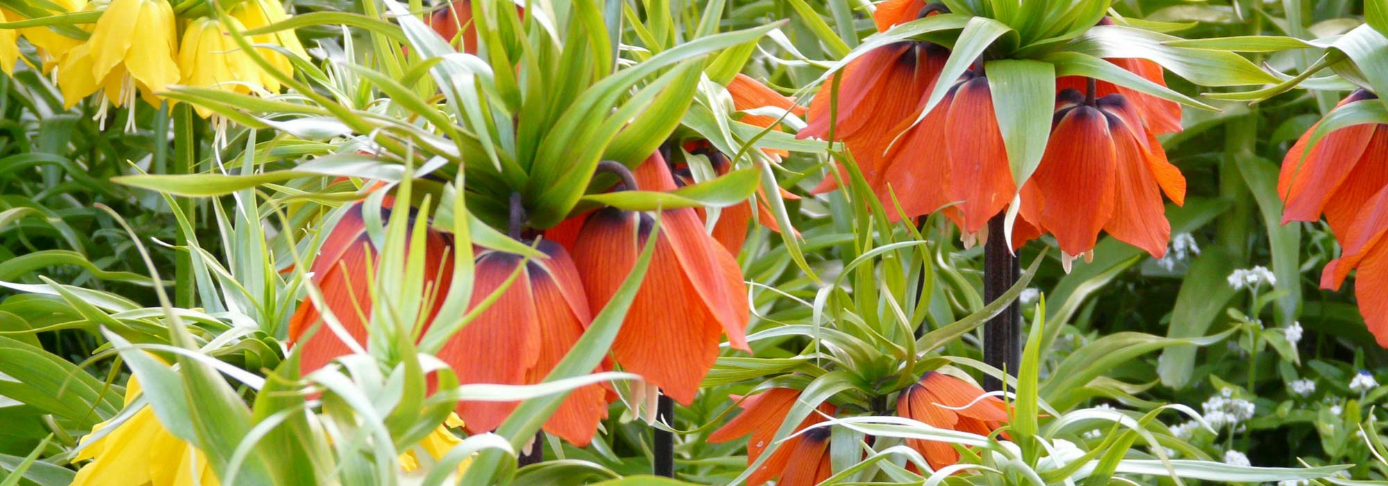 Ajedrezada: plantación, cultivo, cuidados