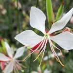 Gaura lindheimeri: ¿cuándo, dónde y cómo plantarla?