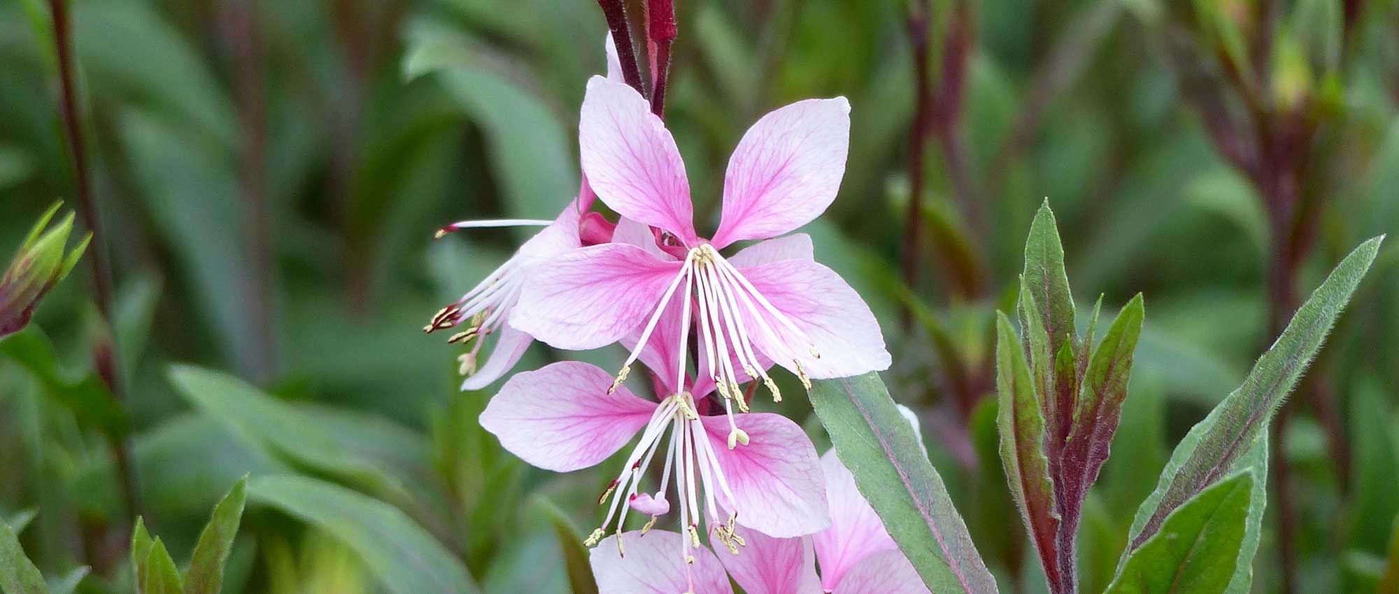 Gaura lindheimeri: 8 ideas de asociaciones exitosas