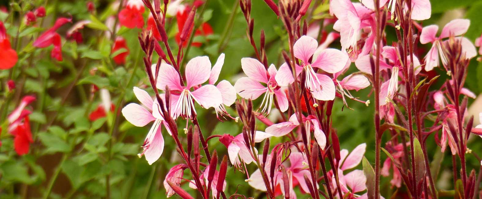La floración rosa suave del gaura lindheimeri.