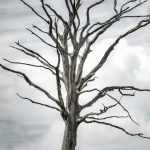 ¿Qué hacer con un árbol muerto?